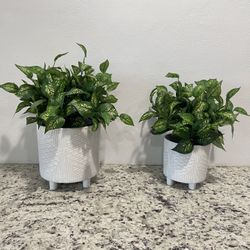 Set Of Decorative Pots/ Macetas Decorativas Juego