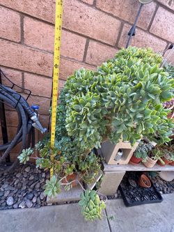 Large Mature Jade Plant Succulent