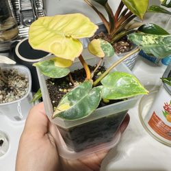 Philodendron Billietiae Variegated