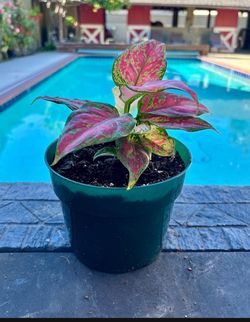 Lady valentine 6” pot a