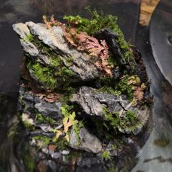 Mini Terrarium/Mossarium 