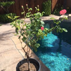 Rose Flowering Tree 