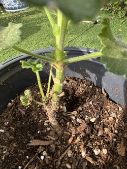 Geranium 