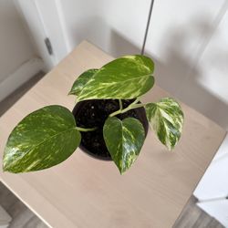 Golden Pothos in a nursery pot