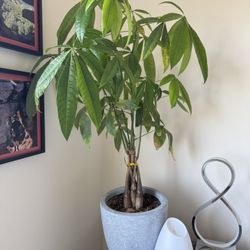 Plants Moving Sale
