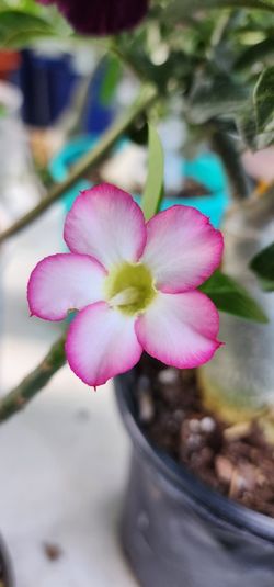 Desert Rose Cutting. 