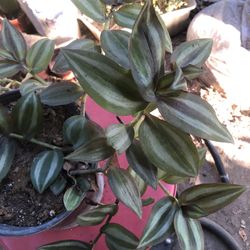 Planta