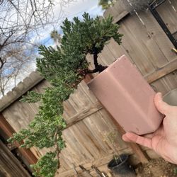 Bonsai Plants $50 Each Japanese Garden Juniper
