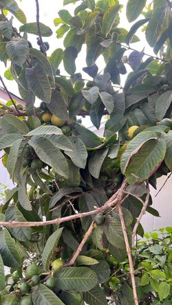 Guava fruits