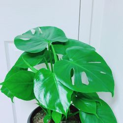 Monstera Deliciosa Plants - 8” Nursery Container - Indoor Plant