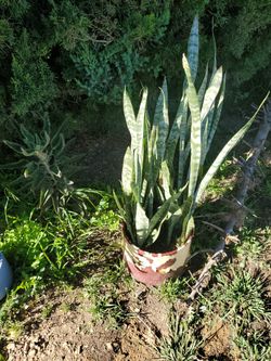 Plant succulent