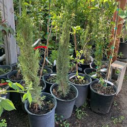Dwarf Italian Cypress Plant 