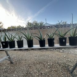 Aloe Vera De Venta O For Sale Each O Cara Una