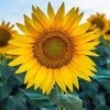 Girasol11