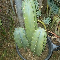 Cactus Pot $ 35