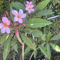 Plumeria 5ft Tall