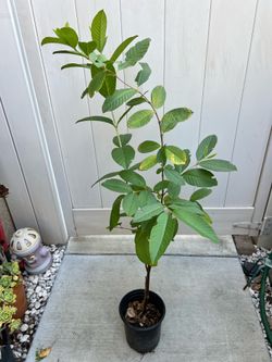 Sweet White Guava Tree 3.5 ft tall