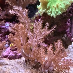 Kenya Tree Coral 