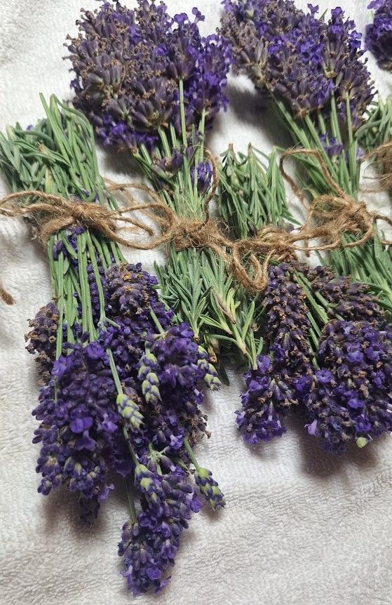 Fresh English Lavender Bundles 