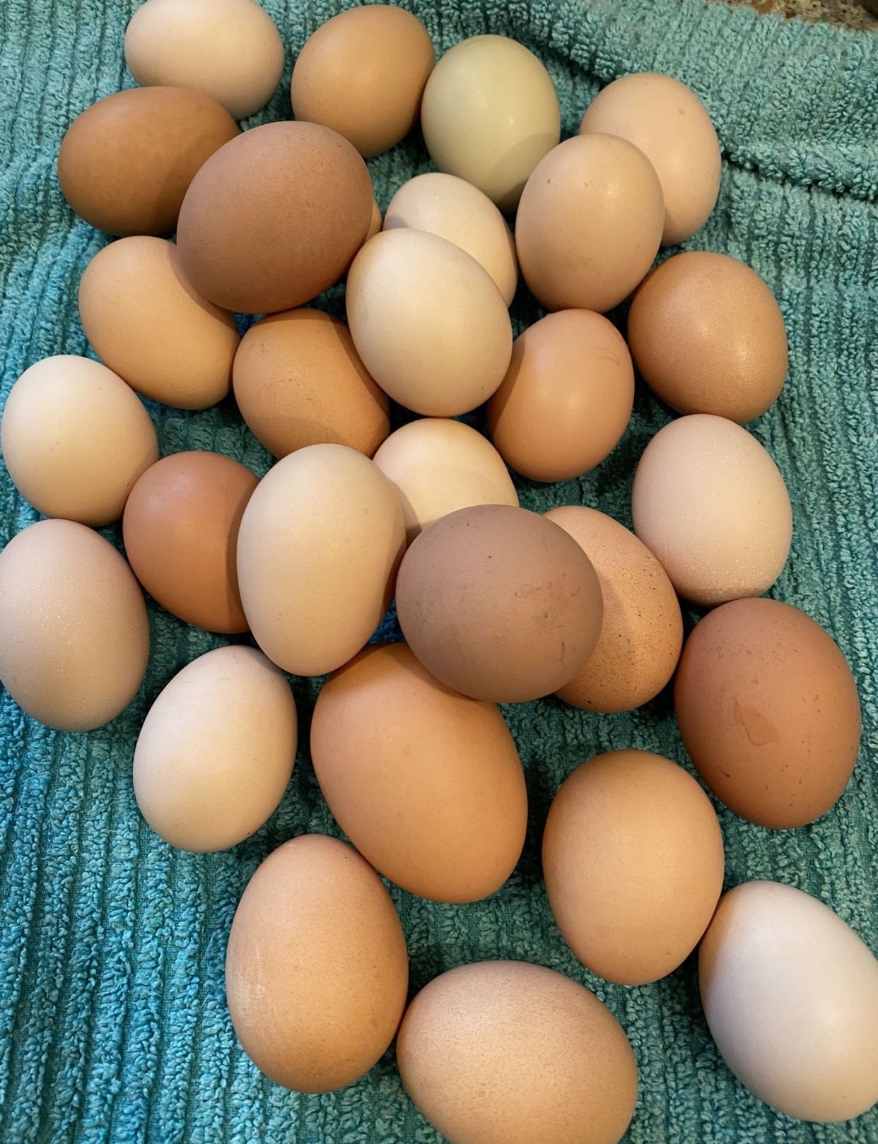 Farm Fresh Chicken Eggs - $9 a Dozen Close to the Maltby Cafe