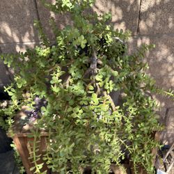 Elephant Bush Suculent 