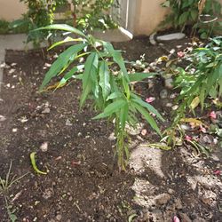 Peach Plant