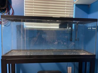 55 gallon aquarium