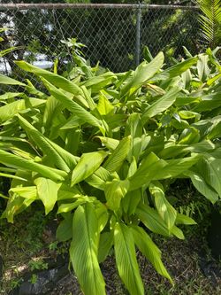 Turmeric/curcumin