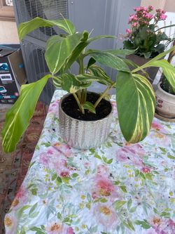 Plant for room