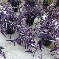 Wandering Jew, Purple Queen Plants. 