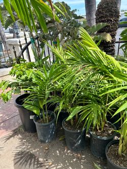 King Palm tree