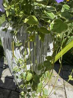 Outdoor Plants