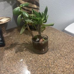 Jade And Finger Succulent 