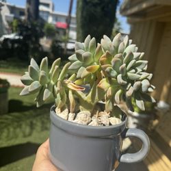 Crested Succulent 