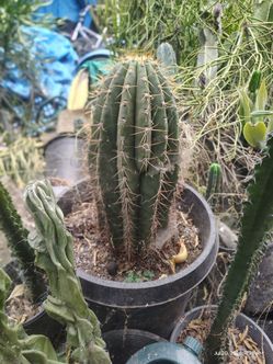 Fatboy Cactus plant