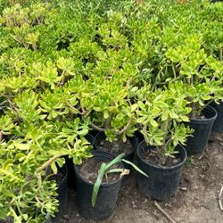 Plants