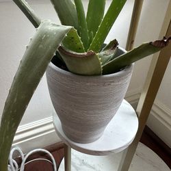 Plant In Ceramic Pot 