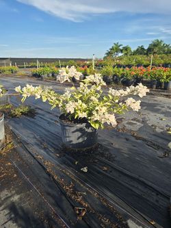 White variegated bougainvillea
