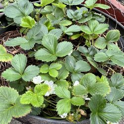 Live Organic Strawberries Plants For Sale
