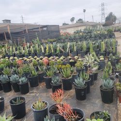 Succulent, Cactus, Agaves, Echeverias 