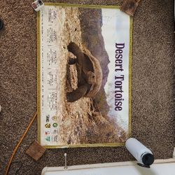 Desert Tortoise Poster