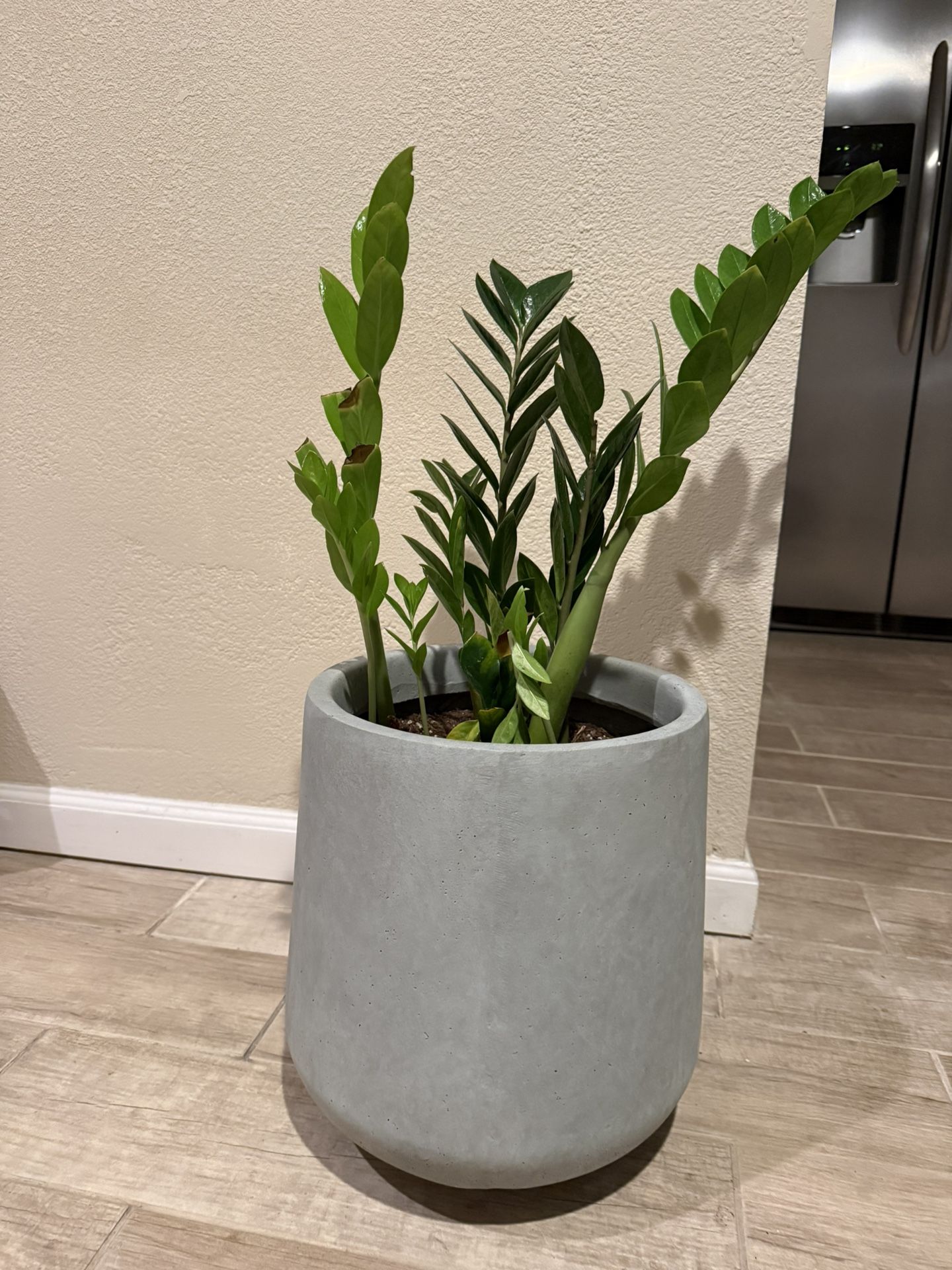 Medium Size Pot With Zz Plant