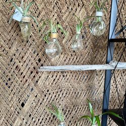 Hanging Spider Plants 