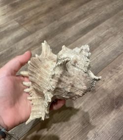 Spiked Murex Seashell