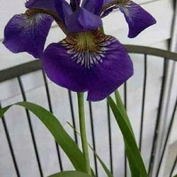 Lovely Siberian Iris Perennial Plants