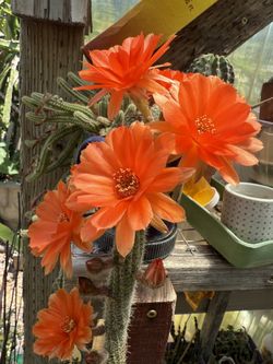 Orange (Double-petals ) Cacti In Bloom 