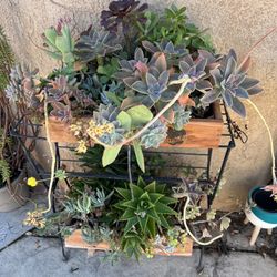 Variety Of  Succulents In Planner Boxes