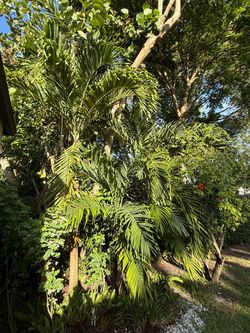Palms