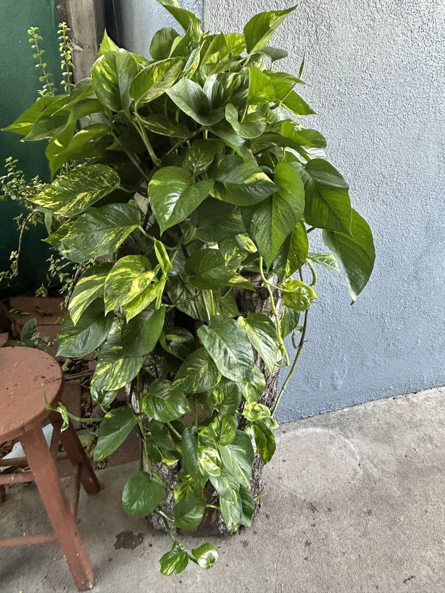 Pothos Plants Indoor Xgrande