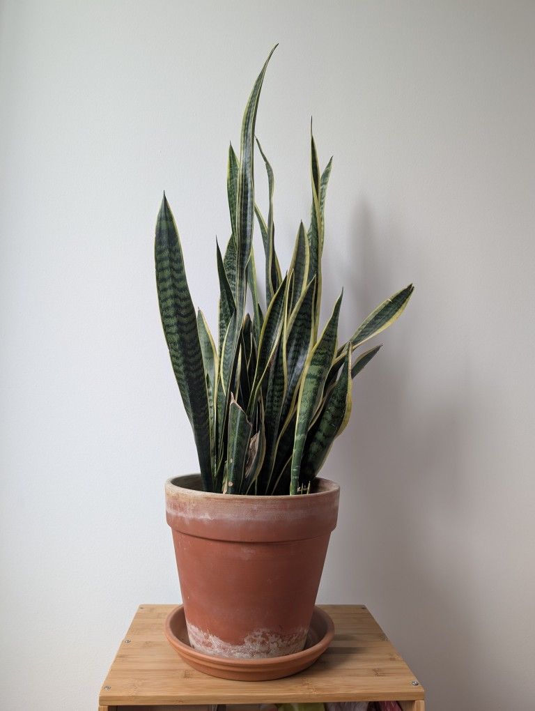 Large Sansevieria Laurentii